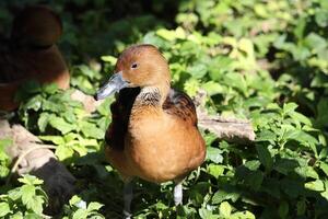 fulvous ducks standing in the grass photo