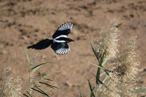 magpie bird flying over a field of tall grass photo