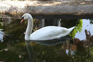 swan swim in small pool photo