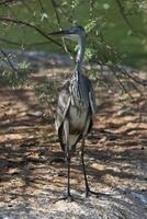 heron bird standing on the ground photo