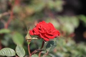 a red rose is blooming in the garden photo