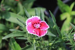 a close up of a pink and white flower photo