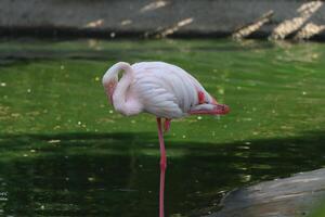 flamingo standing in the lake photo