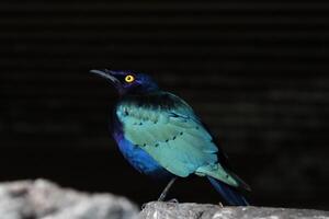 long tailed starling standing on rock photo