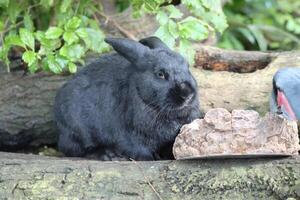 gray rabbit standing near small rock with tree branches photo