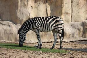 zebra with grass in the park photo