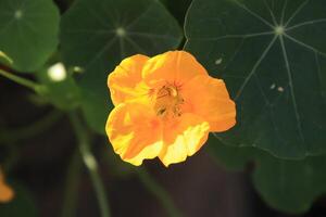 a close up of a yellow flower with green leaves photo