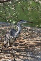 heron bird stands in garden with grass photo