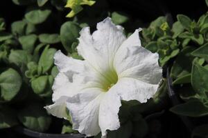 a white flower in a pot with green leaves photo