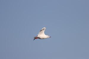 a seagull bird flying in the sky photo