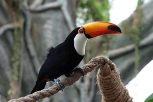 toucan bird standing on twig of tree in a tropical forest photo