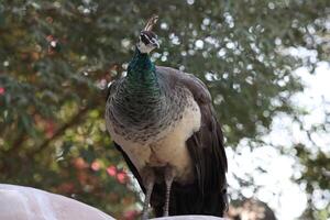 peacock with background of trees photo