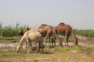 Camels roam the farmland with grass photo
