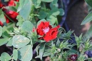 a red flower with green leaves in a pot photo