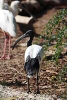 australian white ibis standing on ground photo