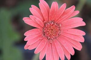 a pink gerbera flower with a green stem photo