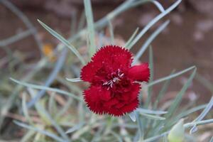 a red carnation flower in the grass photo