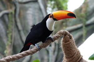 toucan standing on twig of tree in dubai photo
