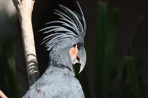 parrot bird standing on twig of tree . beautiful colors photo