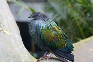 nicobar pigeon standing on twig tree in iraq photo