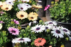 a bunch of flowers in a pot photo