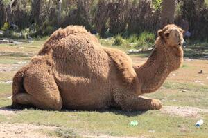 a camel laying down in the grass photo