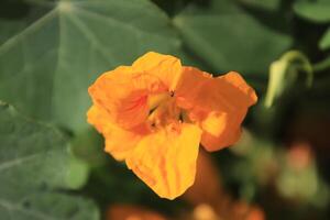 a close up of an orange flower with green leaves photo