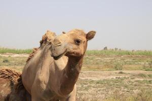 a camel with a head full of dirt photo