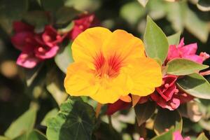 a yellow flower with red petals is in the middle of a green bush photo