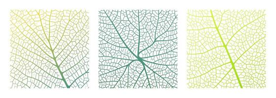 Leaf vein texture abstract background with close up plant leaf cells ornament texture pattern. vector