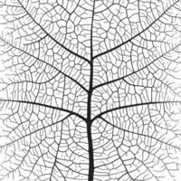 Leaf vein texture abstract background with close up plant leaf cells ornament texture pattern. vector