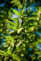 Fresh almonds hanging on the tree branches, bathed in sunlight, awaiting harvest. Nature's bounty captured in its purest form. photo