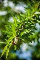 Fresh almonds hanging on the tree branches, bathed in sunlight, awaiting harvest. Nature's bounty captured in its purest form. photo