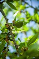 Fresh almonds hanging on the tree branches, bathed in sunlight, awaiting harvest. Nature's bounty captured in its purest form. photo