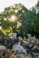 Three lambs stand atop rocky terrain, framed by the iconic cork oaks of Alentejo. The scene captures a rustic, tranquil setting with the lambs exploring their rugged surroundings. photo