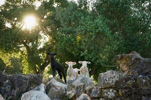 Three lambs stand atop rocky terrain, framed by the iconic cork oaks of Alentejo. The scene captures a rustic, tranquil setting with the lambs exploring their rugged surroundings. photo