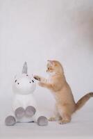 A kitten on a white background plays with a plush unicorn toy photo