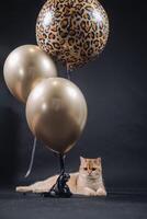 a golden-colored British breed cat on a black background photo