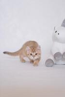 A kitten on a white background plays with a plush unicorn toy photo