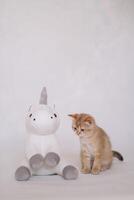 A kitten on a white background plays with a plush unicorn toy photo