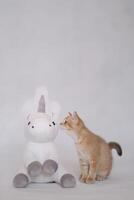 A kitten on a white background plays with a plush unicorn toy photo