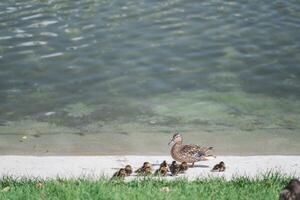 a duck with ducklings by the water photo