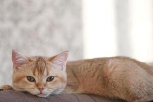 A golden British cat is lying in sofa photo
