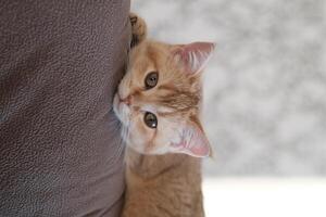 A golden British cat is lying in sofa photo
