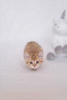 A kitten on a white background plays with a plush unicorn toy photo