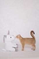 A kitten on a white background plays with a plush unicorn toy photo