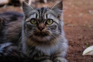 Photography of striped cat sitting on the ground. Macroo shot of striped cat relaxing. Graphic Resources. Animal themes. Animal close-up. Nature Photography Concept. Shot in macro lens photo