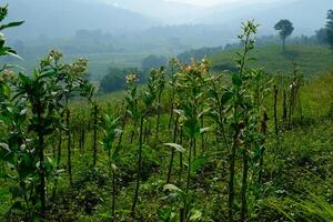 Tobacco Plantation Fields in Bandung, Indonesia. Textured Background of plantation on the mountain slopes. Graphic Resources. Industrial Agricultural Photography. Panoramic landscape. Nature Photograp photo