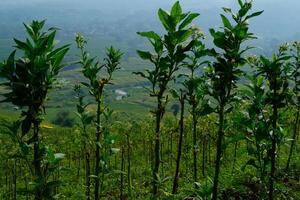 Tobacco Plantation Fields in Bandung, Indonesia. Textured Background of plantation on the mountain slopes. Graphic Resources. Industrial Agricultural Photography. Panoramic landscape. Nature Photograp photo