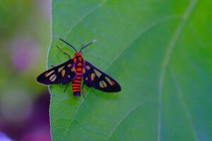 Macro Photography of Wasp Moth. Animal Closeups. Macro photo of a Wasp Moth or Amata Huebneri perched vertically on a leaf. Photographed using a macro lens. Bandung - Indonesia. Macro